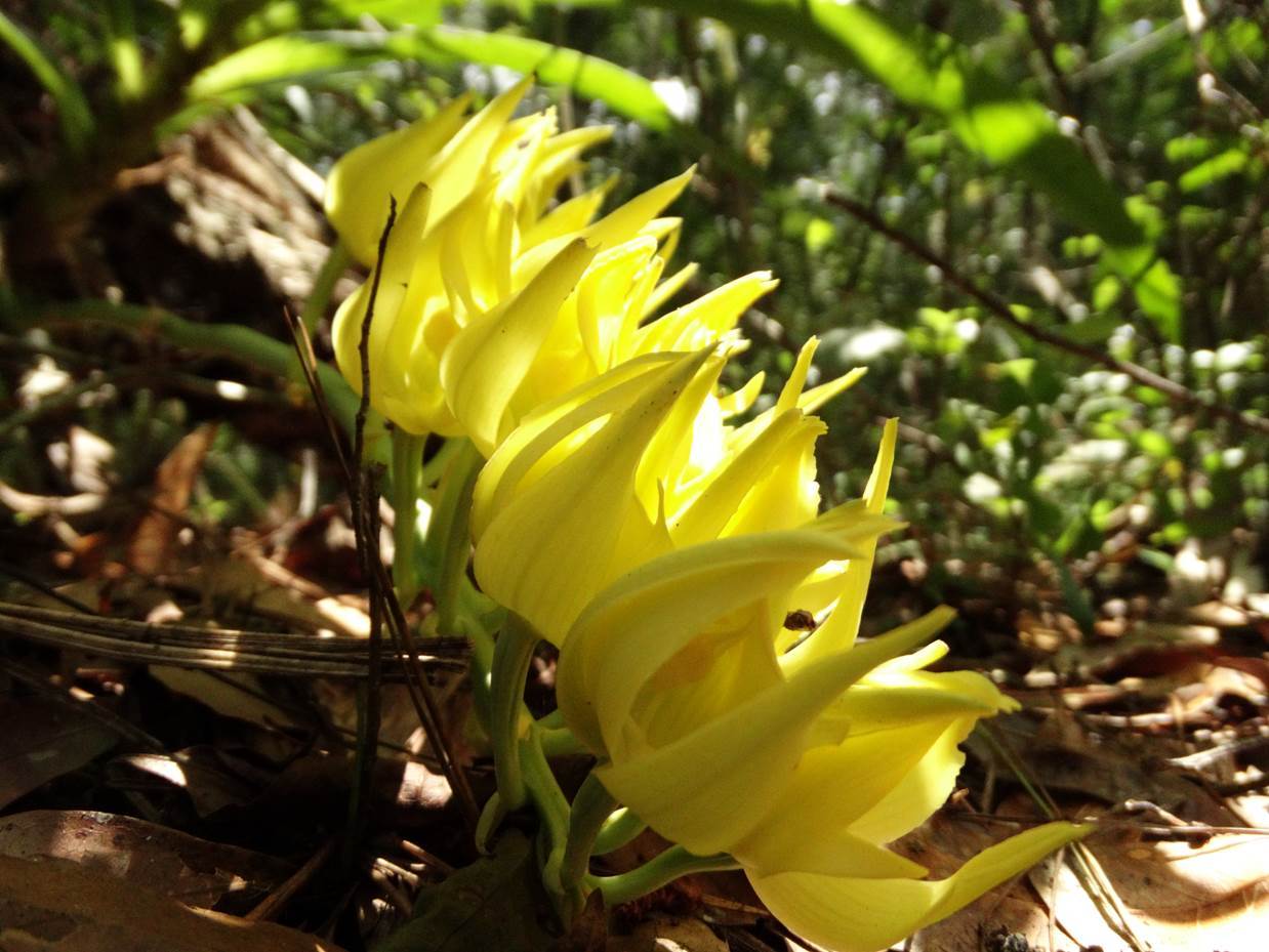 Mormodes  maculata var. unicolor